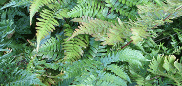 Ferns