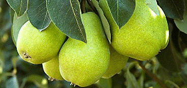 Fruit