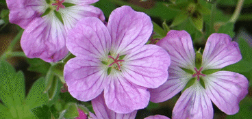Perennials