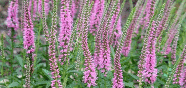 Perennials