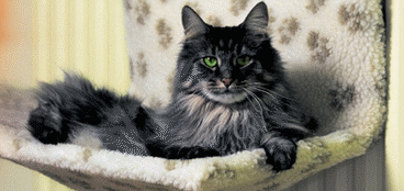 Pet Beds