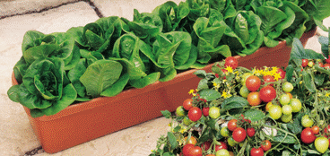 Pots & Containers