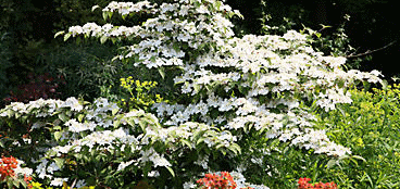 Shrubs