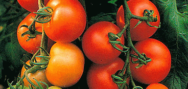Vegetables