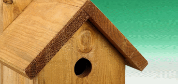 Wild Bird Care